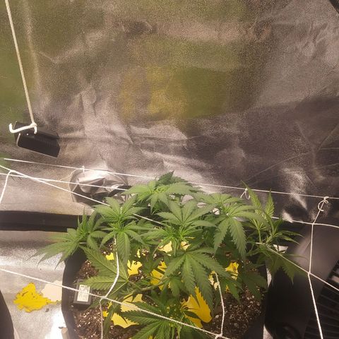 Green Cush growlog photo: Before and after Defoilation