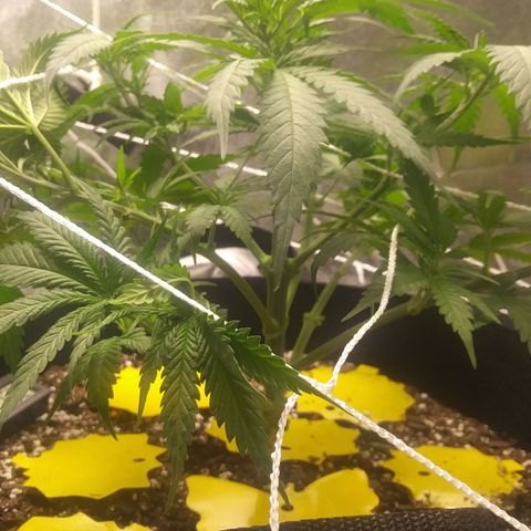 Green Cush growlog photo: Before and after Defoilation