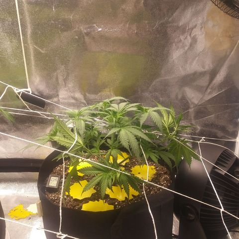 Green Cush growlog photo: Before and after Defoilation