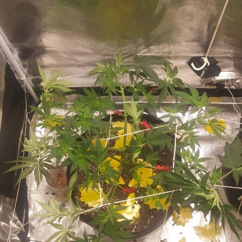 Pineapple Express growlog photo: Before and After Defoliation