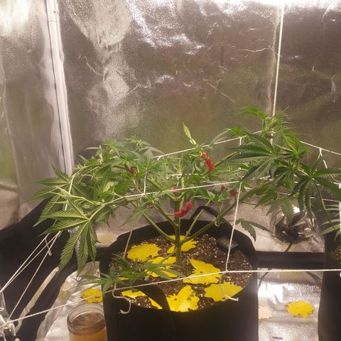Pineapple Express growlog photo: Before and After Defoliation