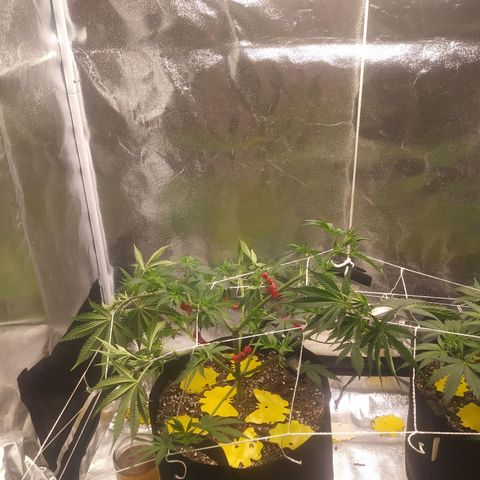 Pineapple Express growlog photo: Before and After Defoliation