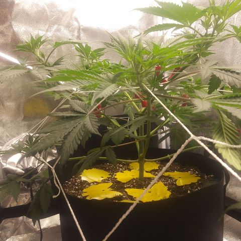 Pineapple Express growlog photo: Before and After Defoliation