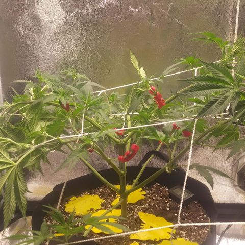 Pineapple Express growlog photo: Before and After Defoliation
