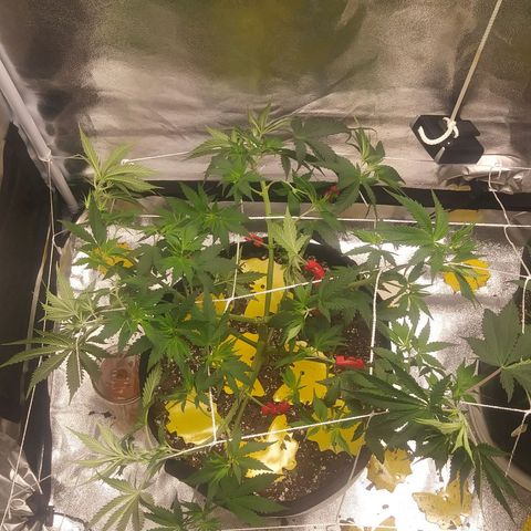 Pineapple Express growlog photo: Before and After Defoliation