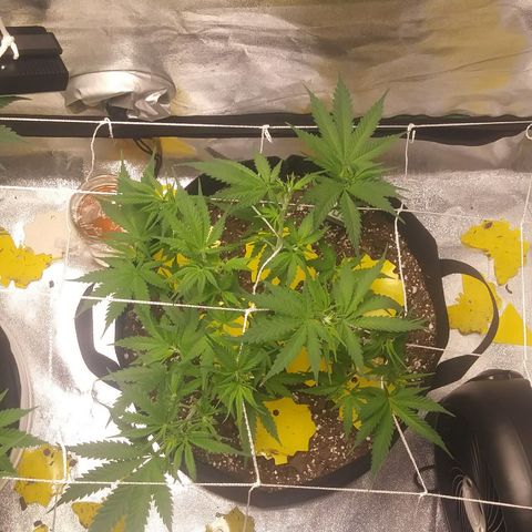 Green Cush growlog timeline photo