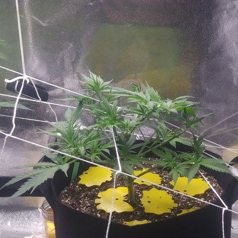 Green Cush growlog timeline photo