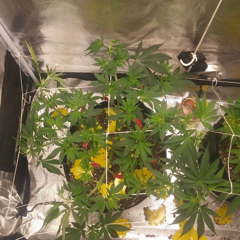 Pineapple Express growlog timeline photo