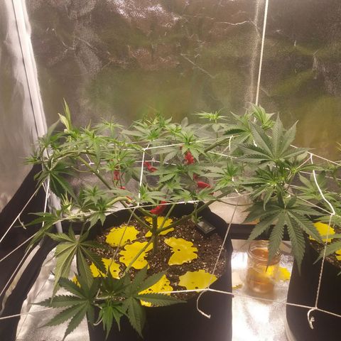 Pineapple Express growlog timeline photo