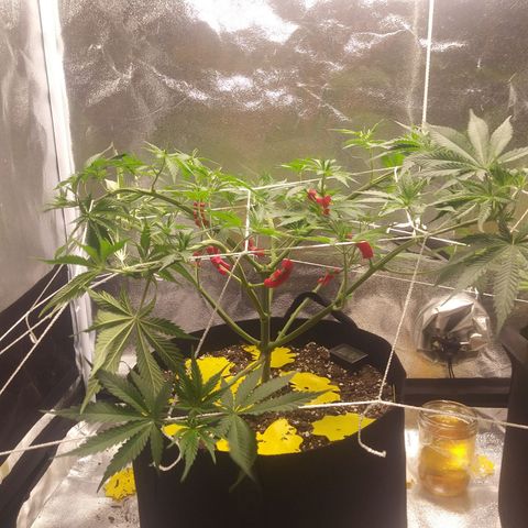 Pineapple Express growlog timeline photo