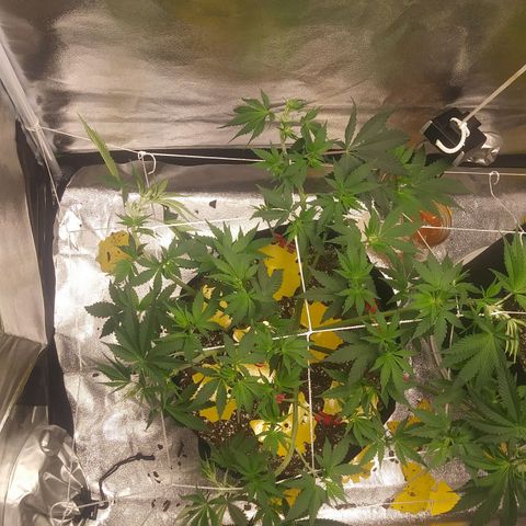 Pineapple Express growlog timeline photo