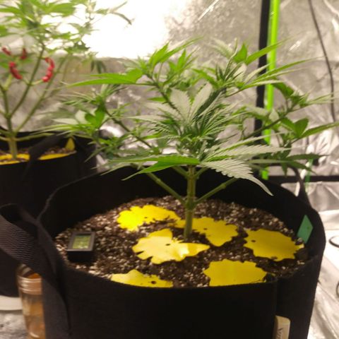 Green Cush growlog timeline photo
