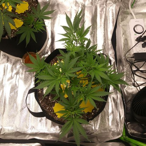 Green Cush growlog timeline photo