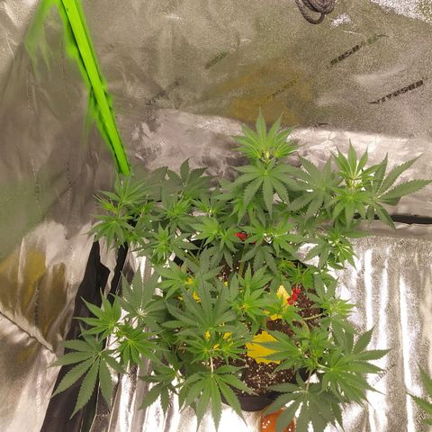 Pineapple Express growlog timeline photo