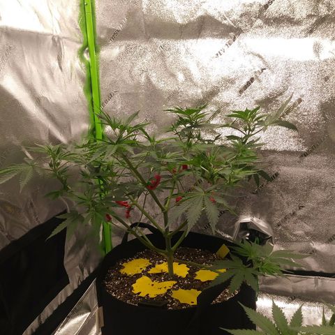 Pineapple Express growlog timeline photo