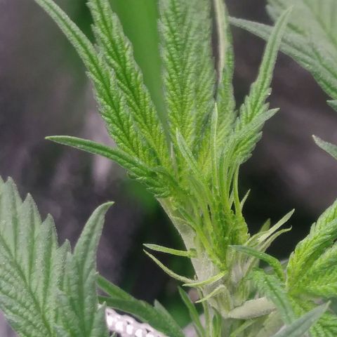 Pineapple Express growlog photo: First Sign of Pistils