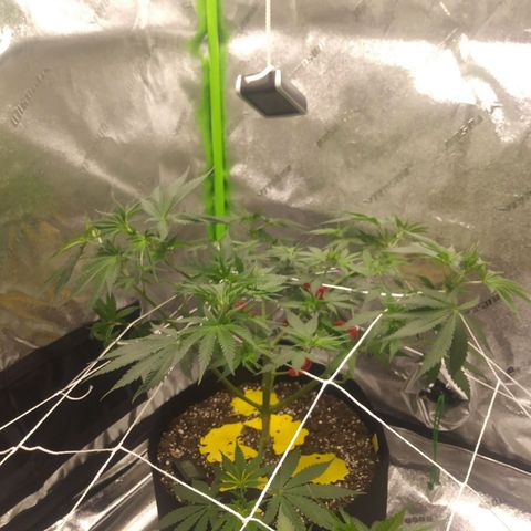 Pineapple Express growlog timeline photo