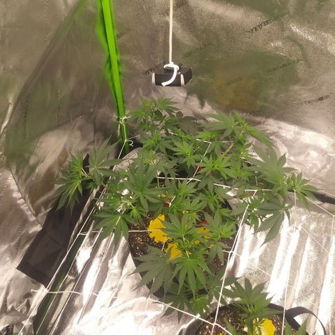 Pineapple Express growlog timeline photo