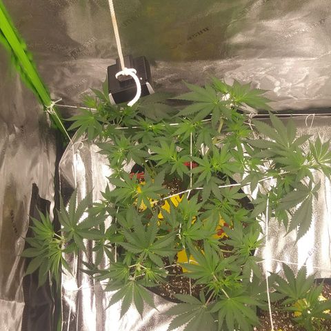 Pineapple Express growlog timeline photo