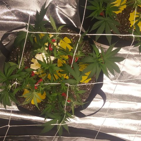 Green Cush growlog photo: Before and After adding Plant Trainers