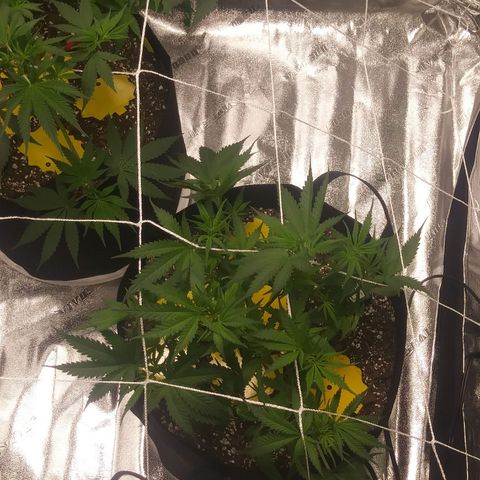 Green Cush growlog photo: Before and After adding Plant Trainers