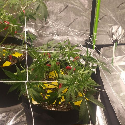 Green Cush growlog photo: Before and After adding Plant Trainers