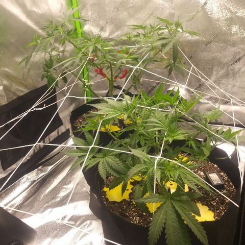 Green Cush growlog photo: Before and After adding Plant Trainers