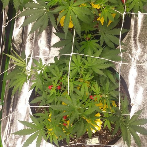 Green Cush growlog timeline photo