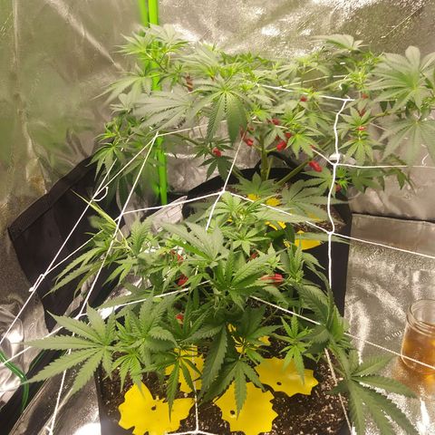 Green Cush growlog timeline photo