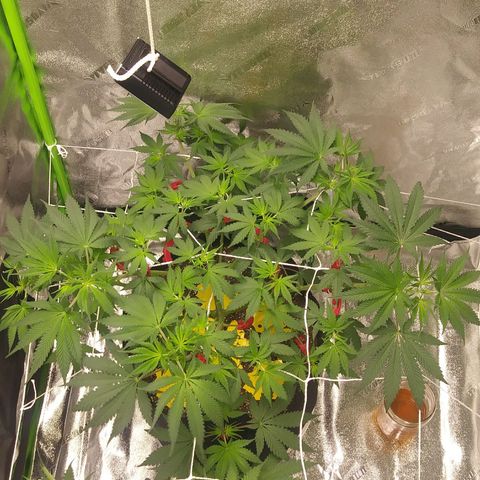 Pineapple Express growlog timeline photo