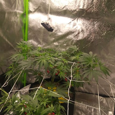 Pineapple Express growlog timeline photo
