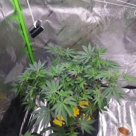 Pineapple Express growlog timeline photo