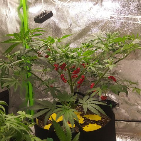 Pineapple Express growlog timeline photo