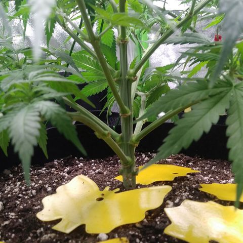 Green Cush growlog timeline photo