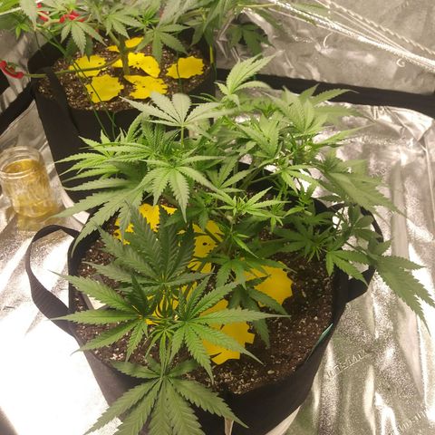 Green Cush growlog timeline photo