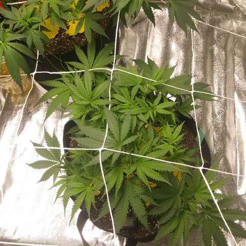 Green Cush growlog timeline photo