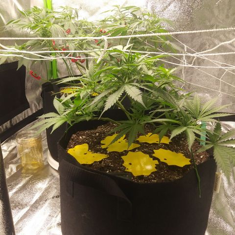 Green Cush growlog timeline photo