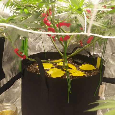 Pineapple Express growlog timeline photo