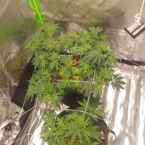 Pineapple Express growlog timeline photo