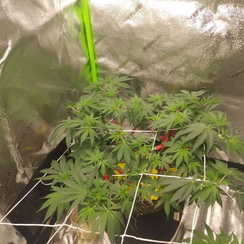 Pineapple Express growlog timeline photo