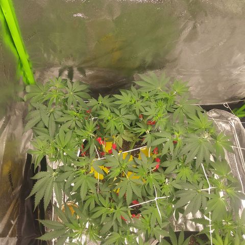 Pineapple Express growlog timeline photo