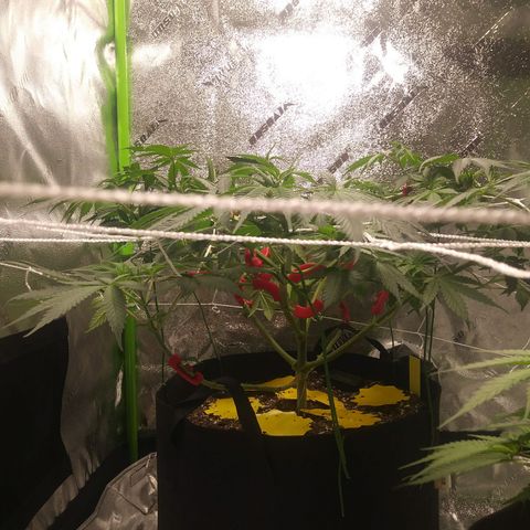 Pineapple Express growlog timeline photo