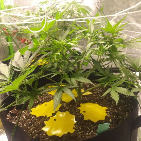 Green Cush growlog timeline photo