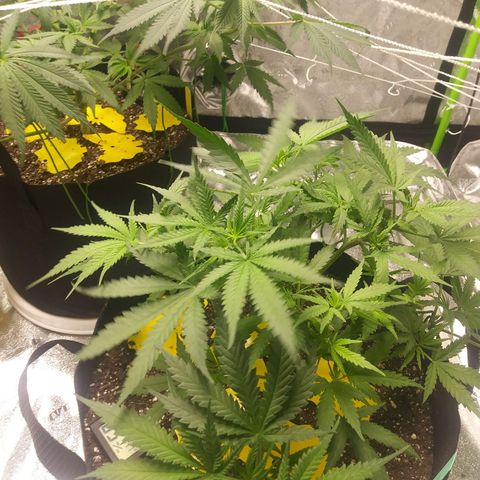 Green Cush growlog timeline photo