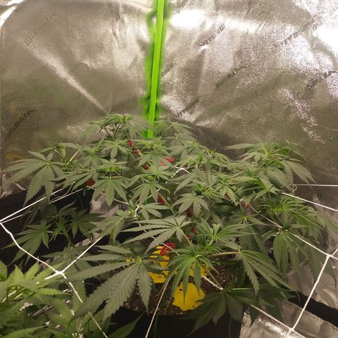Pineapple Express growlog timeline photo