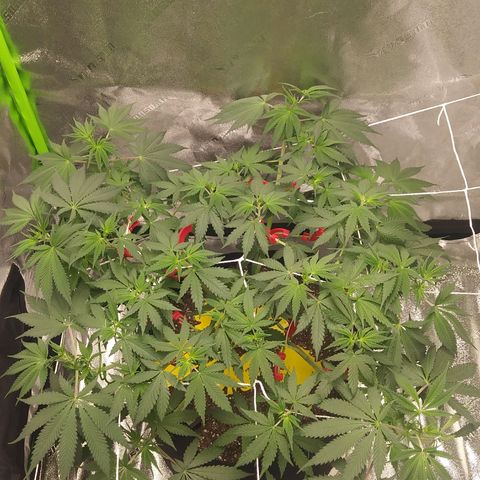 Pineapple Express growlog timeline photo
