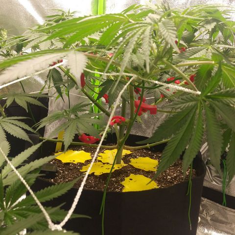 Pineapple Express growlog timeline photo