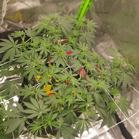 Pineapple Express growlog timeline photo