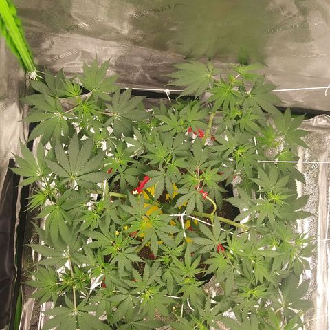 Pineapple Express growlog timeline photo