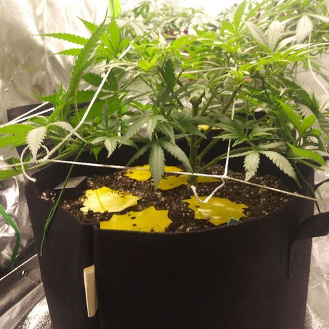 Green Cush growlog timeline photo